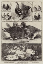 The Birmingham Poultry Show